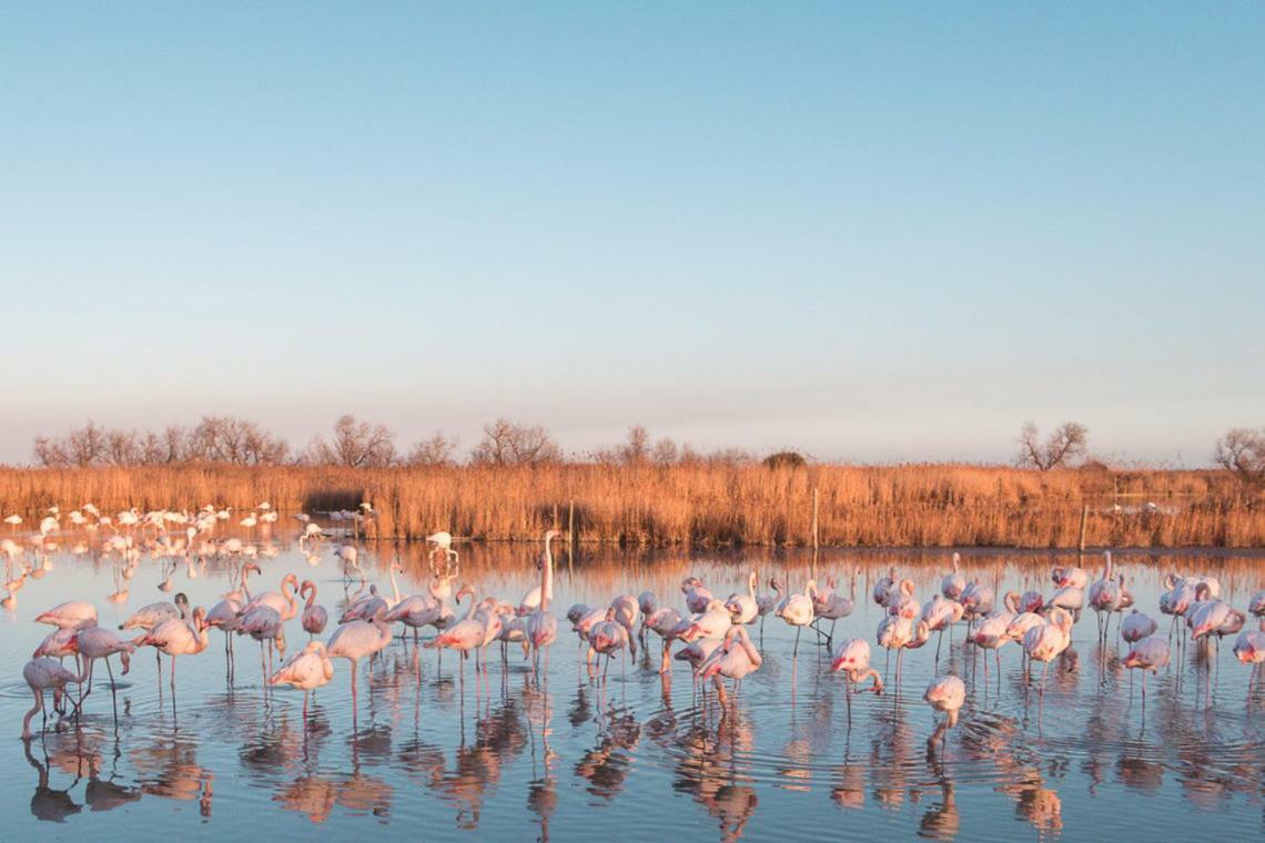 Hotel Le Neptune En Camargue Saintes-Maries-de-la-Mer Eksteriør billede